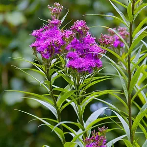 Prairie Ironweed