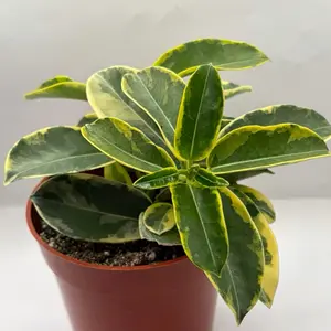 Rare Variegated Madagascar Jasmine 4” Pot | Stephanotis Variegata | Fragrant Tropical Houseplant | Live Plant
