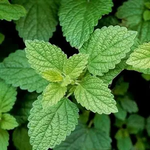 LIVE LEMON BALM