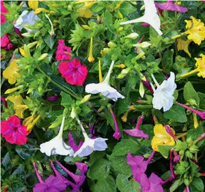 MIRABILIS MIX jalapa four oclock flower caudex succulent flowering seed 15 seeds