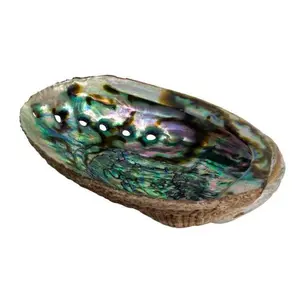 Abalone Shell