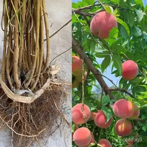 Grafted peach saplings, fruit saplings, peach saplings planted in the south, peach saplings, peach saplings in stock IXDX