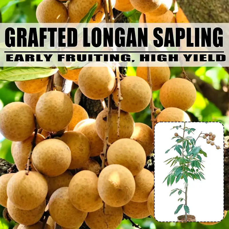 Live Longan Seedling Bare Root Tropical Fruit Tree Sweet Juicy Longan Plant Home Backyard Growing