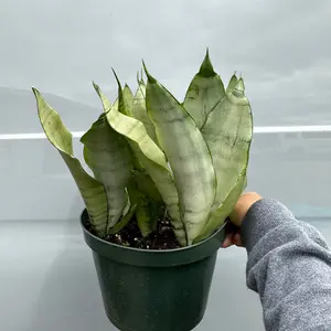 Moonshine Sansevieria 8in pot Plant