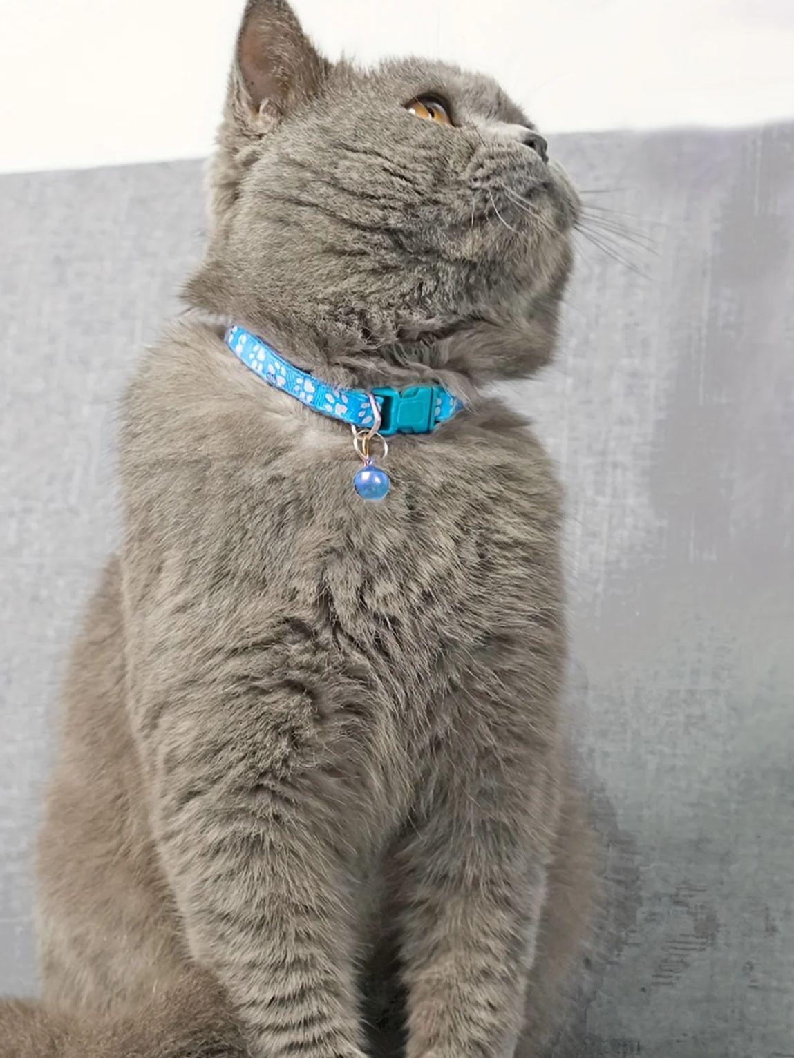 Fashion Pet Cats Collar