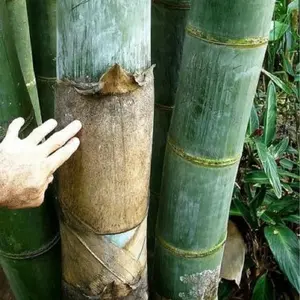 100+ Dendrocalamus Giganteus Seed Giant Bamboo The Tallest Bamboo Evergreen Plant Fast Grow Wonderful Choice for Garden