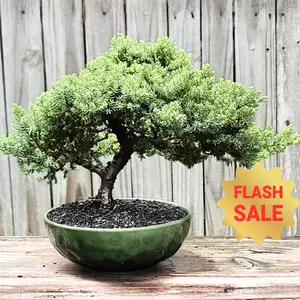 Juniper Bonsai 3" Live Plant Elegant Indoor Decor for Home Office and Special Occasions Houseplants Sculpture with Graceful Foliage and Twisting Branches Houseplants Sculpture Decorative