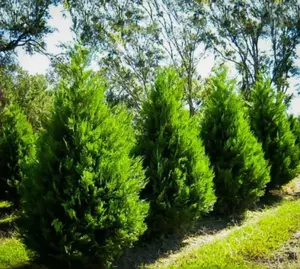 5 Leyland Cypress Tree Live Plant 2.5-inch pot - Fast Growing Evergreen Tree - Cupressocyparis Leylandii -  Plants for Garden Growing