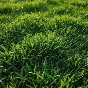 2000pcs Emerald Zoysia Grass Seeds – Heat-Resistant, Fine-Textured Turf Grass for Low-Maintenance Green Lawns