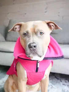 Bully Billows - Dog Coat With Zip - Shower Proof