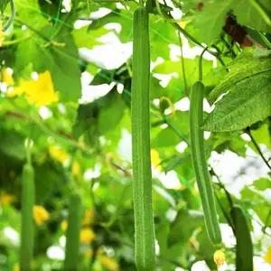 TomorrowSeeds - Emerald Luffa Gourd Seeds -  Smooth Long Hybrid Sponge Cucumber Loofah Bitter Squash Melon Asian Garden Seed For 2025 Season