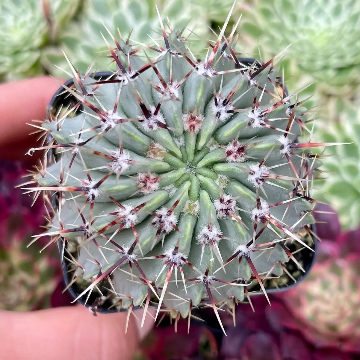 Notocactus buiningii 2” Cactus