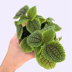 4" Moon Valley Pilea - Pilea mollis