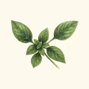 Vego Garden Organic Genovese Basil Seeds