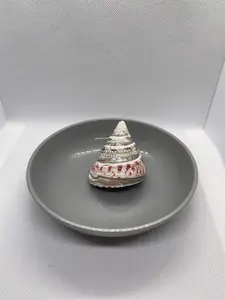 Trochus Conus Shell 2.5". Opening size : 3/4"
