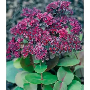 SEDUM ussuriense ,Pink Beacon ,Stonecrop