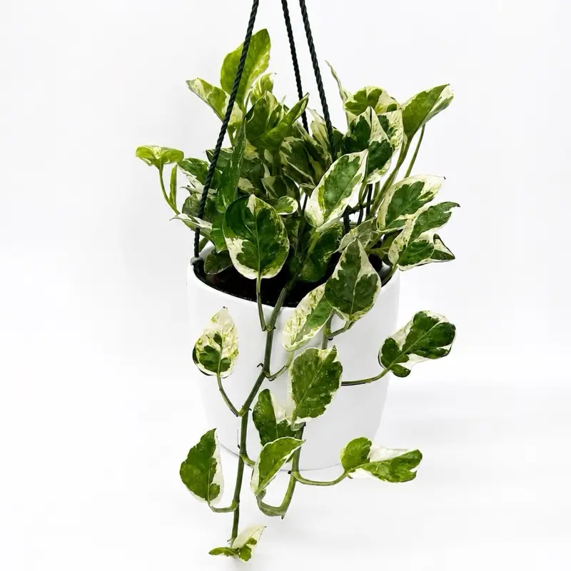 Pothos Njoy 6" HB  |  house  plant | Live Tropical House Plant | Beginner | Unique Leaves | Indoor Home Decoration