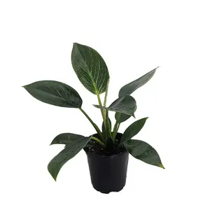 Rare White Veined Birkin Philodendron - From Our Collector's Series - 4" Pot