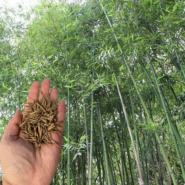 Green River  Giant Japanese Timber Bamboo Seeds, 50 Premium Bamboo Seeds  for Gardening, Privacy Screens & Windbreaks, Fast-Growing, Non-Invasive,  Clumping Type, Ideal Bamboo Plant Seeds for Lawn, Hedges & Landscaping -