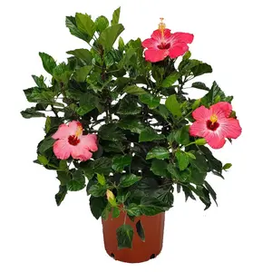 Pink Hibiscus Bush (3 Gallon) | Live Hibiscus Plant with Pink Flowers | Tropical Plants of Florida
