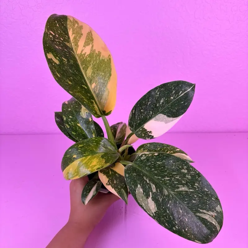 Philodendron Green Congo Nuclear LARGE 4” | Bright Green Philodendron | Live Plant