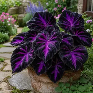 Hosta Seeds – 800 PCS Perennial Shade Garden Seeds for Borders, Under-Tree Planting, Walkways & Outdoor Landscapes