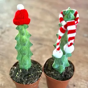 Boobie Cactus Christmas Special Live Plant | Myrtillocactus Geometrizans in 4" Pot | Potted Succulent and Cacti Cuttings | Fully Rooted Succulents