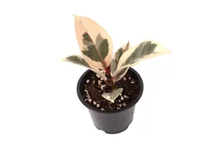 Ficus Tineke 2” Potted Live Plant - Variegated Rubber Tree - Camouflage Foliage - Cream, Pink, & Green, Bright Colors - Easy Care Houseplant - Tropical Gift - Unique Indoor Tree - Glossy Texture - Robust Greenery - Statement Plant - Ficus Elastica