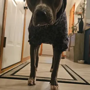 Comfrt Paws | Minimalist Hoodie