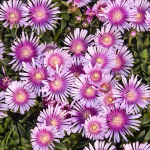 Kaleidoscope™ Pink Radiance Hardy Ice Plant