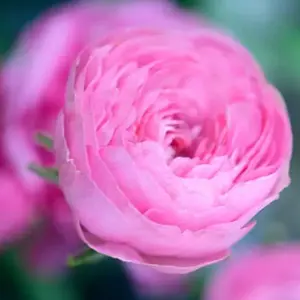 (10) Half-Clone Juliette Ranunculus Corms Bulbs Tubers Spring Garden Flowers