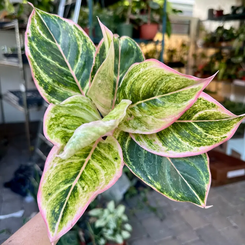 Aglaonema Pinky Pie - 6” Pot