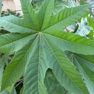 Fèy Maskreti Fré/Fresh Castor Leaf