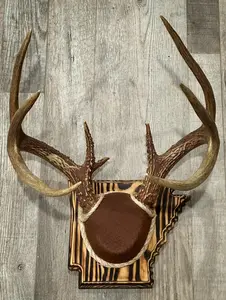 Arkansas Antler Mount Kit (Instructional Video) (All States Available)