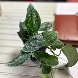 Silver satin pothos live plant