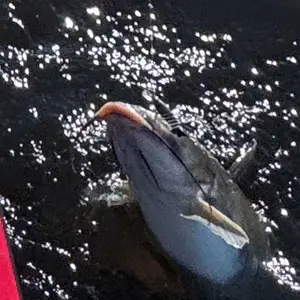 TRUSCEND Easy Catch SwimMax Lures with BKK Hooks 3D Realistic Eyes ABS Material 6 Segments for Bass Trout Walleye Ultra Sharp Treble Hooks Lifelike Fishing Baits