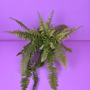 Boston Tiger Stripe Fern 6” | Variegated Fern | Houseplant