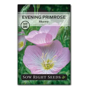 Showy Evening Primrose Seeds