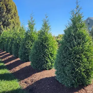 Junior Giant Thuja Tree