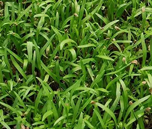 Scarlet Nantes Carrot Microgreens - 15,000+ seeds
