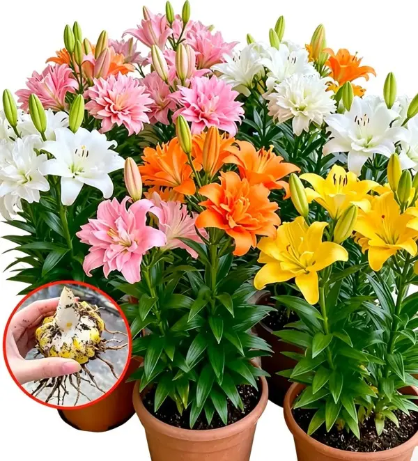 Mixed Colors Lily Bulbs Multi Pack Fragrant From Bulb To Bloom Easy Grow Indoor Outdoor Perennial