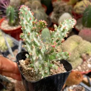 Opuntia Monacantha Variegata 2” Cactus Joseph’s Coat