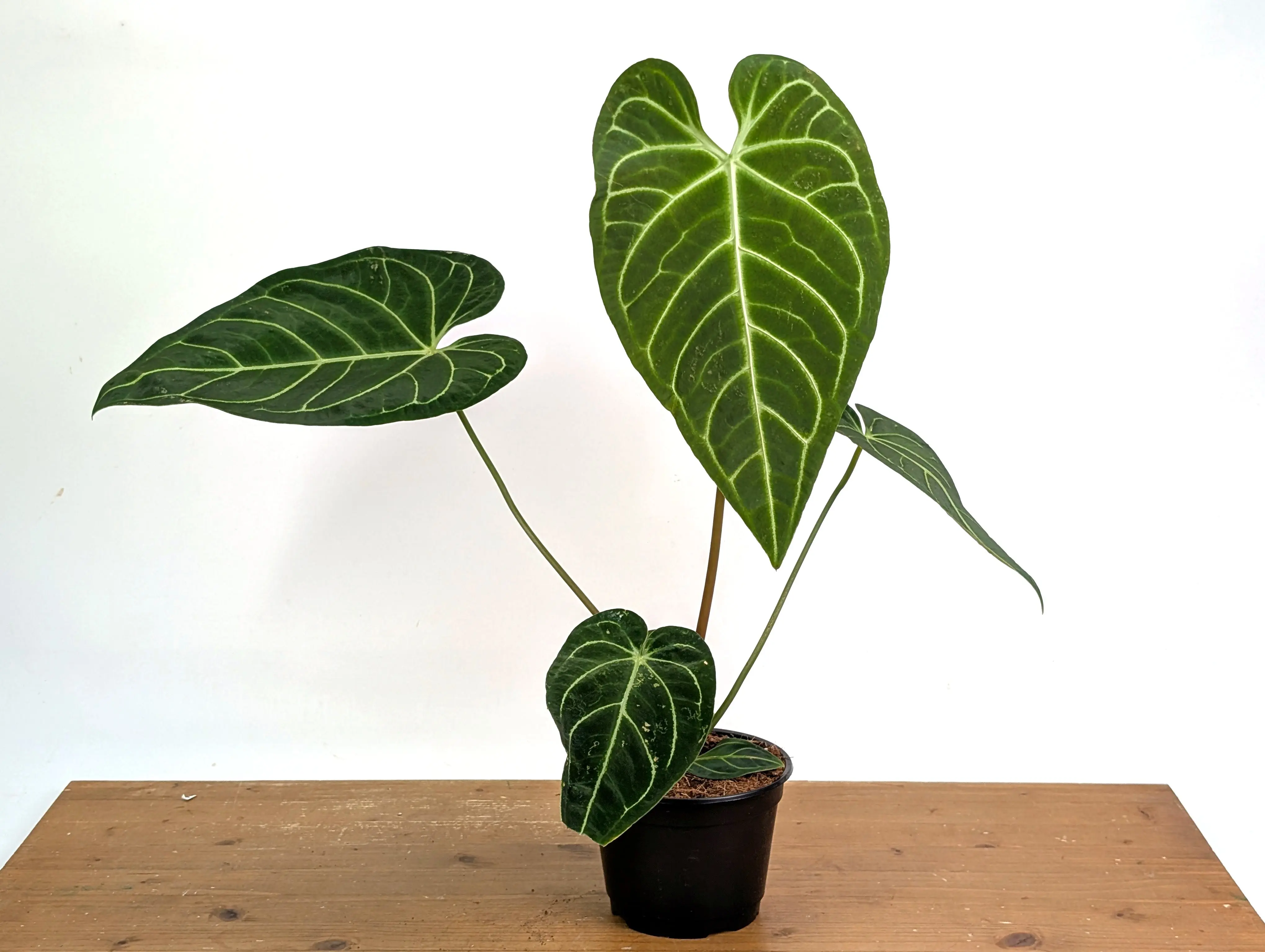 Anthurium Regale - TikTok Shop