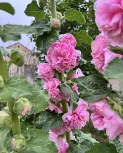 Mixed Hollyhock Seeds 200 Pcs Perfect for Garden Landscaping and Backyard Stunning Tall Blooms Easy to Grow and Hardy