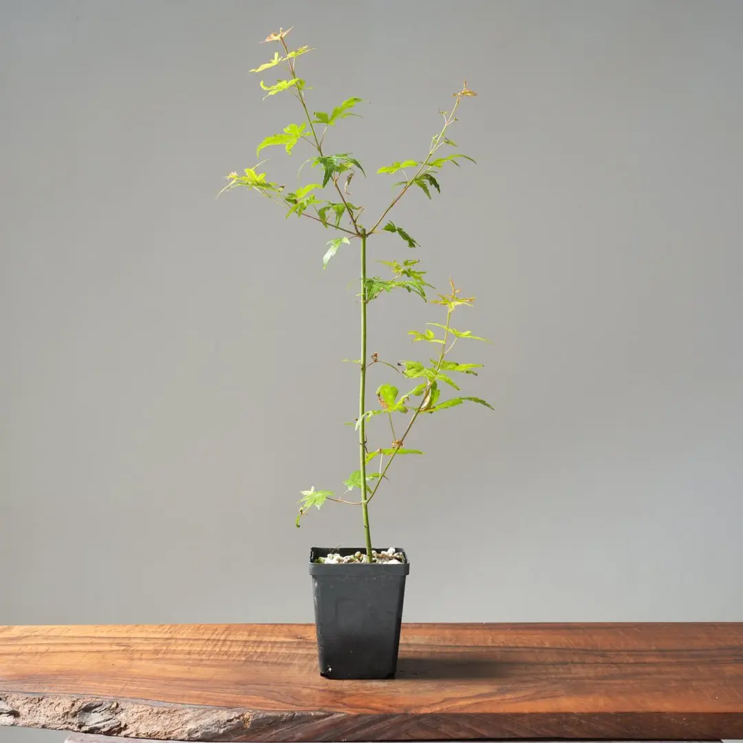 Japanese Maple Seedling Bonsai Starter