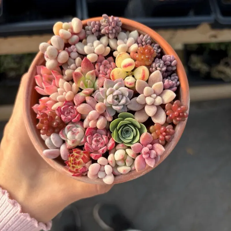 fake succulent arrangements Faux Succulent Centerpiece