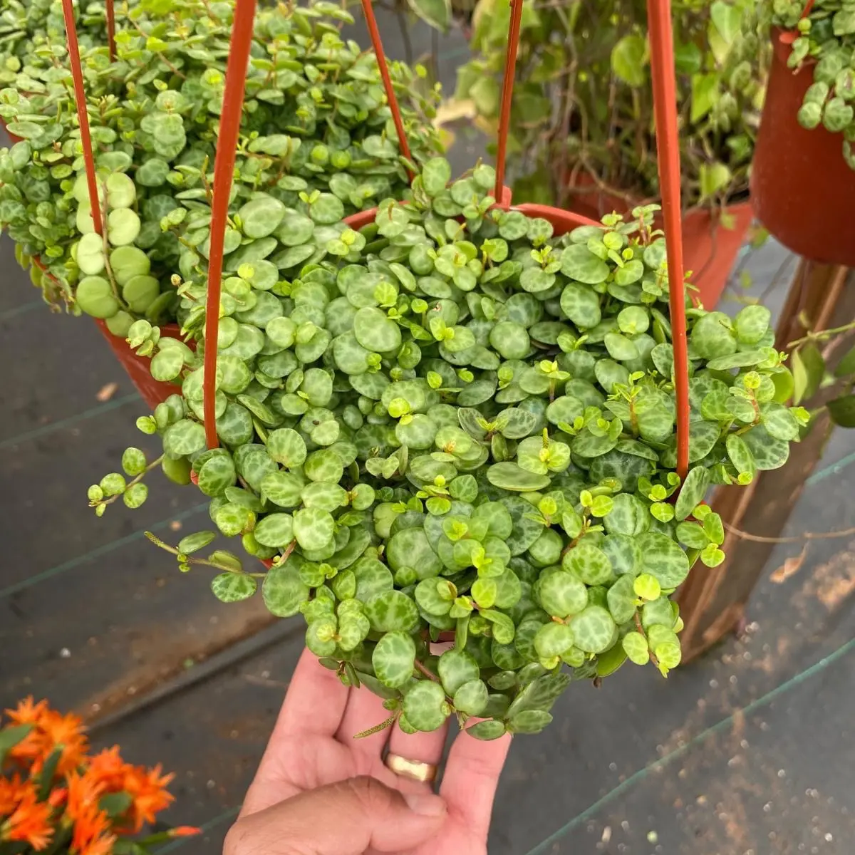 6” string of turtles plant