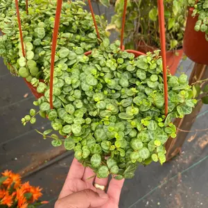 6” string of turtles plant