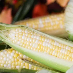 Sweet Corn ‘Jackpot’ (Zea mays) – High-yielding, tender yellow kernels packed with rich, sweet flavor for fresh eating or grilling.