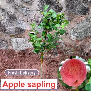 Live apple tree seedlings, deep root system, perennial growth, deciduous fruit trees, suitable for home gardens, courtyards, courtyards and orchards
